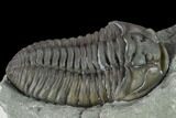 Nice, Prone Flexicalymene Trilobite - Mt Orab, Ohio #133901-2